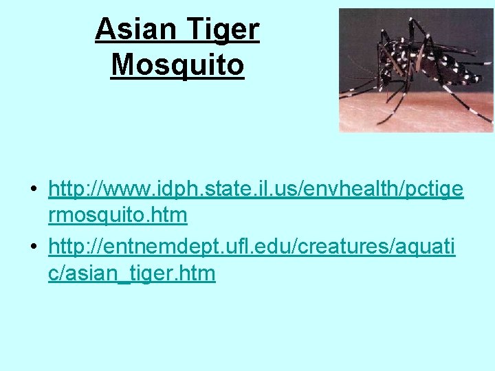 Asian Tiger Mosquito • http: //www. idph. state. il. us/envhealth/pctige rmosquito. htm • http: