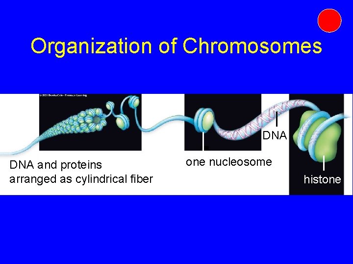 Organization of Chromosomes DNA and proteins arranged as cylindrical fiber one nucleosome histone Organization of Chromosomes DNA and proteins arranged as cylindrical fiber one nucleosome histone