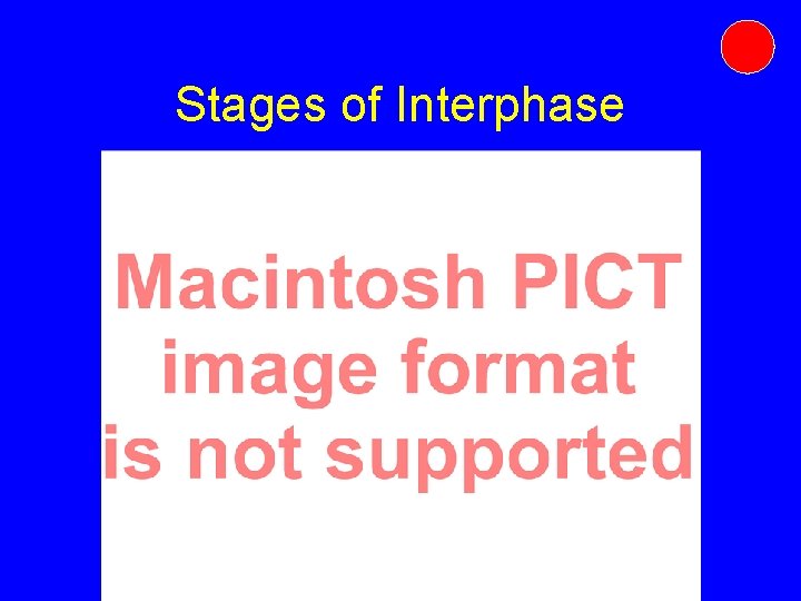 Stages of Interphase Stages of Interphase