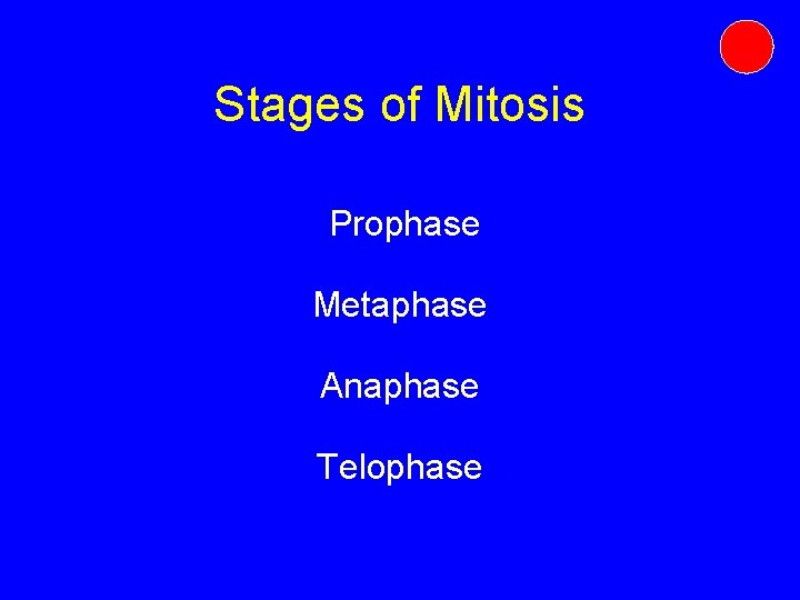 Stages of Mitosis Prophase Metaphase Anaphase Telophase Stages of Mitosis Prophase Metaphase Anaphase Telophase