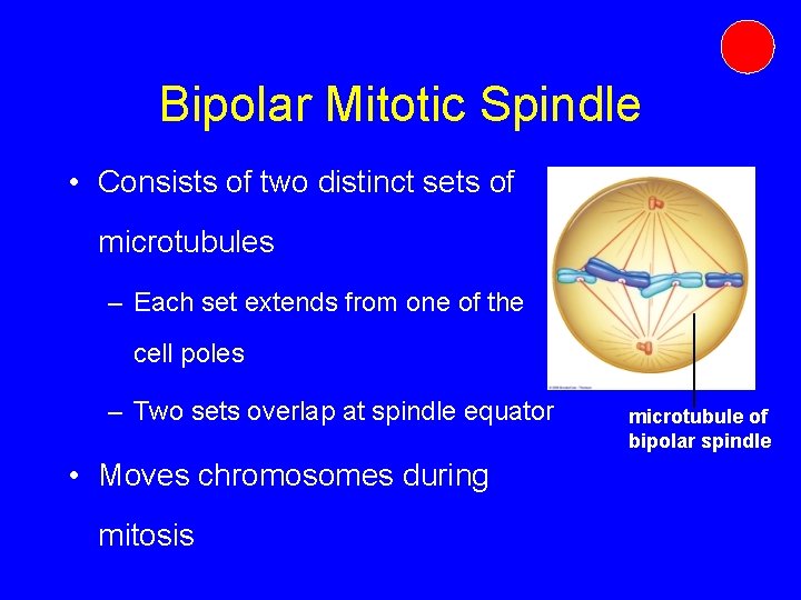 Bipolar Mitotic Spindle • Consists of two distinct sets of microtubules – Each set Bipolar Mitotic Spindle • Consists of two distinct sets of microtubules – Each set