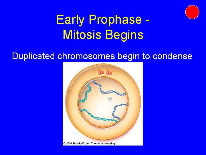 Early Prophase Mitosis Begins Duplicated chromosomes begin to condense Early Prophase Mitosis Begins Duplicated chromosomes begin to condense