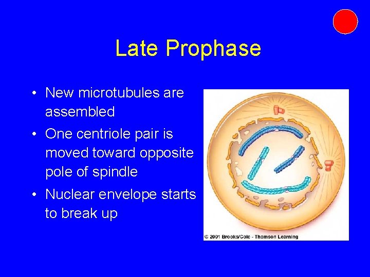 Late Prophase • New microtubules are assembled • One centriole pair is moved toward Late Prophase • New microtubules are assembled • One centriole pair is moved toward
