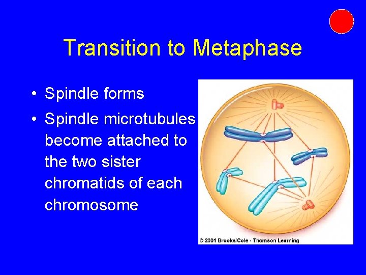Transition to Metaphase • Spindle forms • Spindle microtubules become attached to the two Transition to Metaphase • Spindle forms • Spindle microtubules become attached to the two
