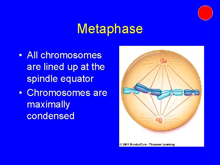 Metaphase • All chromosomes are lined up at the spindle equator • Chromosomes are Metaphase • All chromosomes are lined up at the spindle equator • Chromosomes are