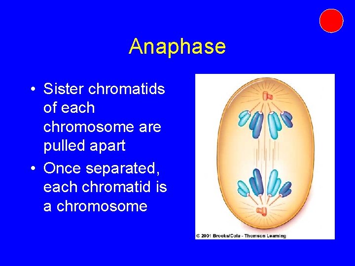 Anaphase • Sister chromatids of each chromosome are pulled apart • Once separated, each Anaphase • Sister chromatids of each chromosome are pulled apart • Once separated, each