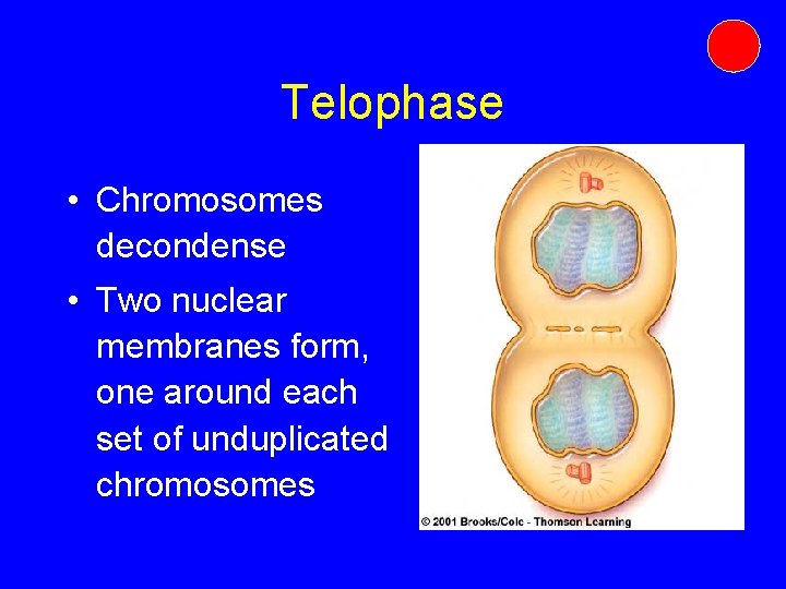 Telophase • Chromosomes decondense • Two nuclear membranes form, one around each set of Telophase • Chromosomes decondense • Two nuclear membranes form, one around each set of