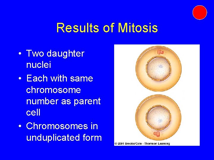 Results of Mitosis • Two daughter nuclei • Each with same chromosome number as Results of Mitosis • Two daughter nuclei • Each with same chromosome number as