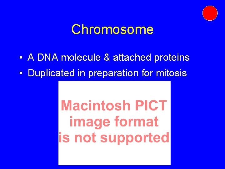 Chromosome • A DNA molecule & attached proteins • Duplicated in preparation for mitosis Chromosome • A DNA molecule & attached proteins • Duplicated in preparation for mitosis