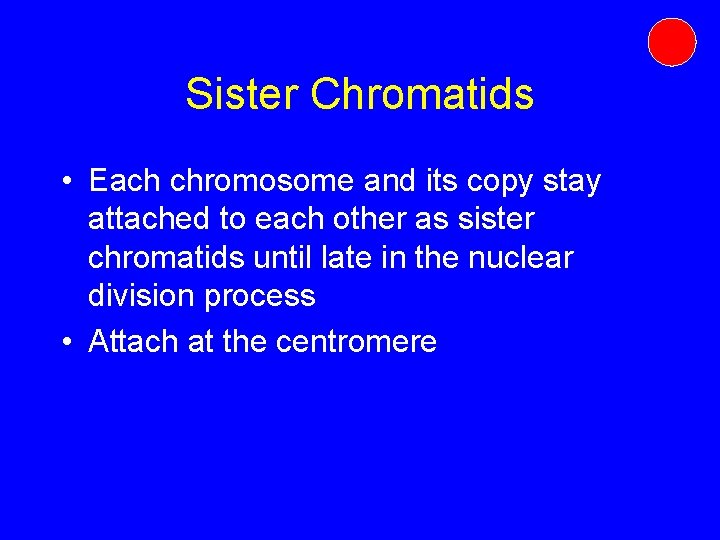 Sister Chromatids • Each chromosome and its copy stay attached to each other as Sister Chromatids • Each chromosome and its copy stay attached to each other as