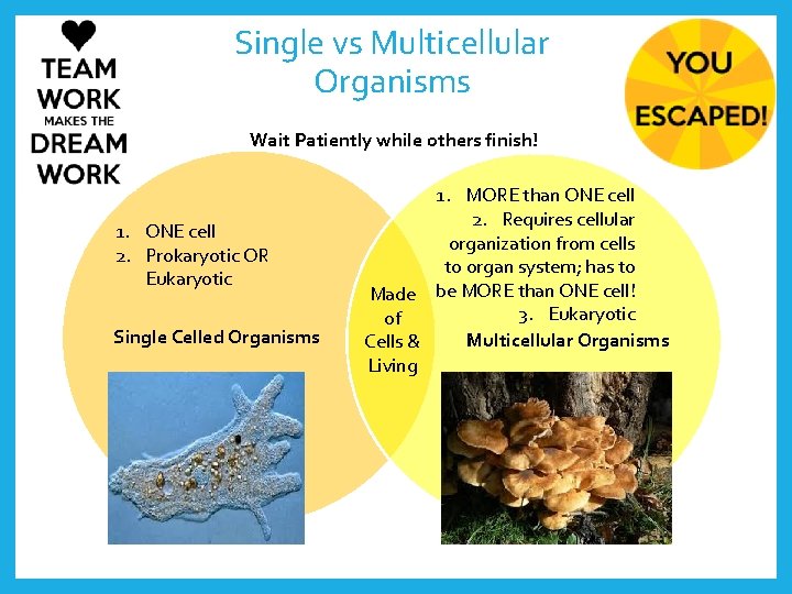 Single vs Multicellular Organisms Wait Patiently while others finish! 1. ONE cell 2. Prokaryotic