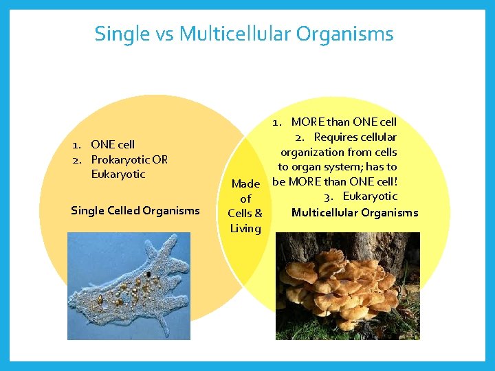 Single vs Multicellular Organisms 1. ONE cell 2. Prokaryotic OR Eukaryotic Single Celled Organisms