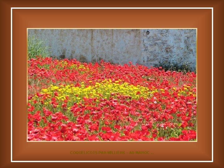 COQUELICOTS PAR MILLIERS – AU MAROC. . . 