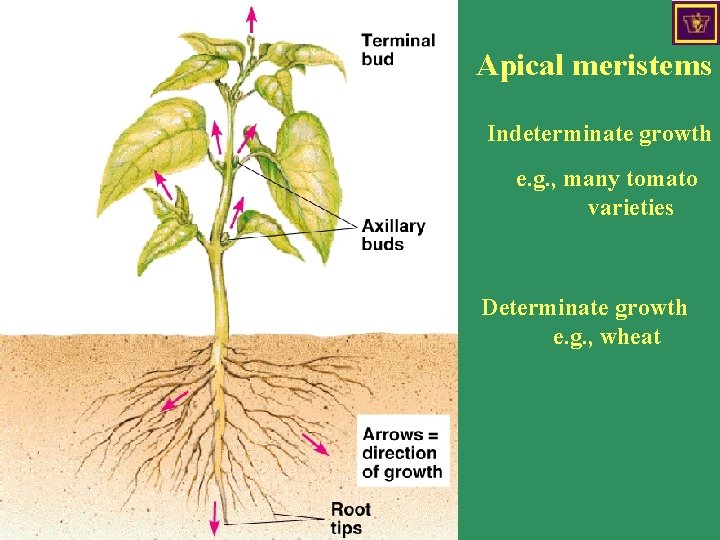 Meristems and plant structure The plant body Apical