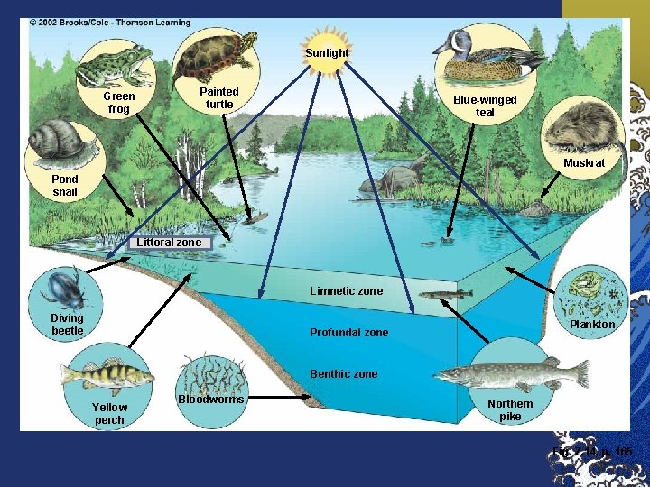 Sunlight Green frog Painted turtle Blue-winged teal Muskrat Pond snail Littoral zone Limnetic zone