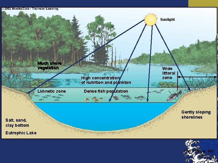 Sunlight Much shore vegetation High concentration of nutrition and plankton Limnetic zone Salt, sand,