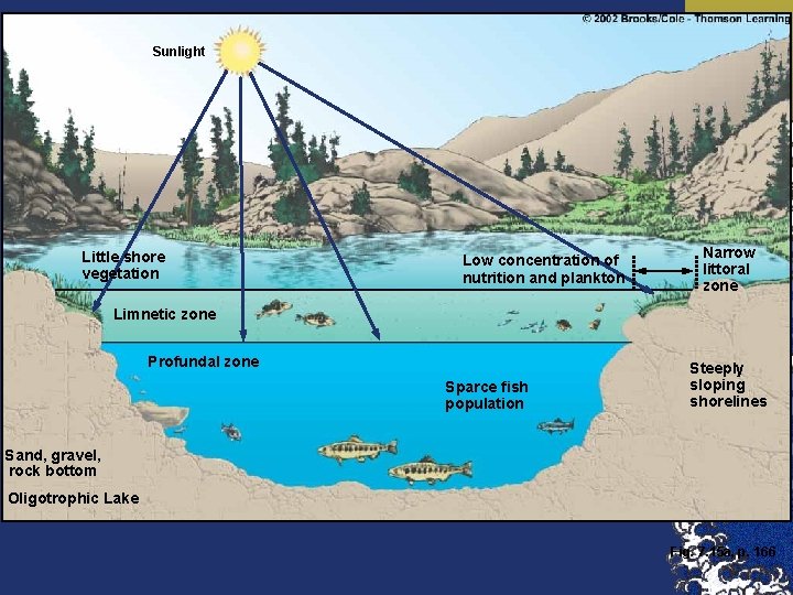 Sunlight Little shore vegetation Low concentration of nutrition and plankton Narrow littoral zone Limnetic