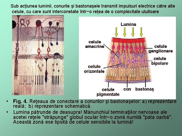 Sub acţiunea luminii, conurile şi bastonaşele transmit impulsuri electrice către alte celule, cu care