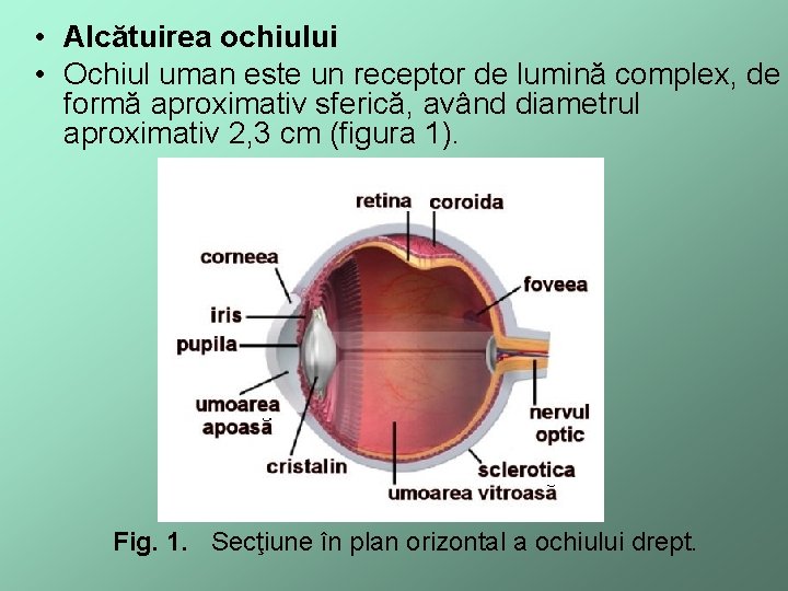  • Alcătuirea ochiului • Ochiul uman este un receptor de lumină complex, de