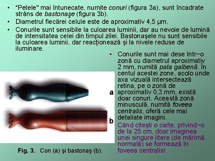  • "Petele" mai întunecate, numite conuri (figura 3 a), sunt încadrate strâns de