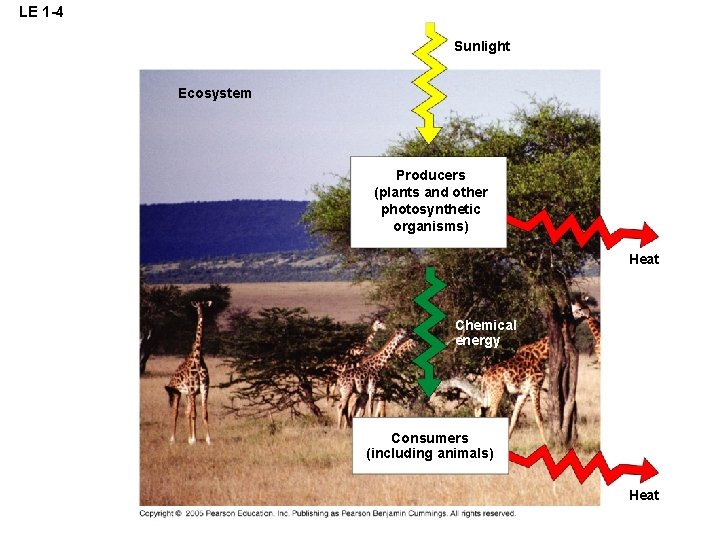 LE 1 -4 Sunlight Ecosystem Producers (plants and other photosynthetic organisms) Heat Chemical energy