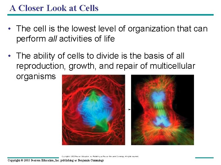 A Closer Look at Cells • The cell is the lowest level of organization
