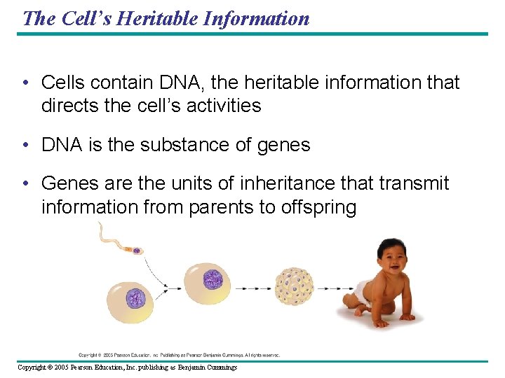 The Cell’s Heritable Information • Cells contain DNA, the heritable information that directs the