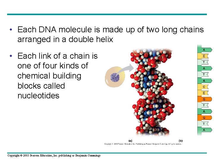  • Each DNA molecule is made up of two long chains arranged in