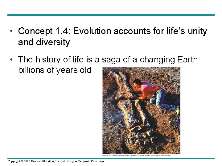  • Concept 1. 4: Evolution accounts for life’s unity and diversity • The