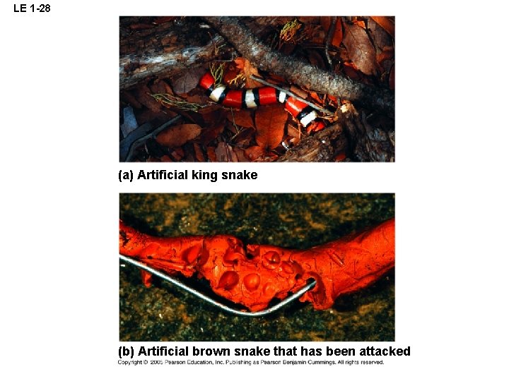 LE 1 -28 (a) Artificial king snake (b) Artificial brown snake that has been