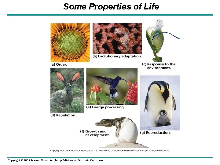 Some Properties of Life Copyright © 2005 Pearson Education, Inc. publishing as Benjamin Cummings