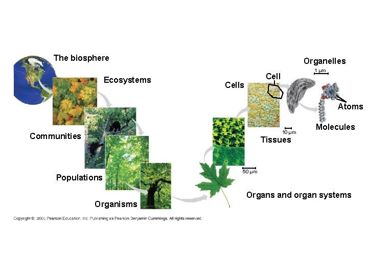 The biosphere Ecosystems Organelles 1 µm Cells Atoms 10 µm Communities Molecules Tissues Populations
