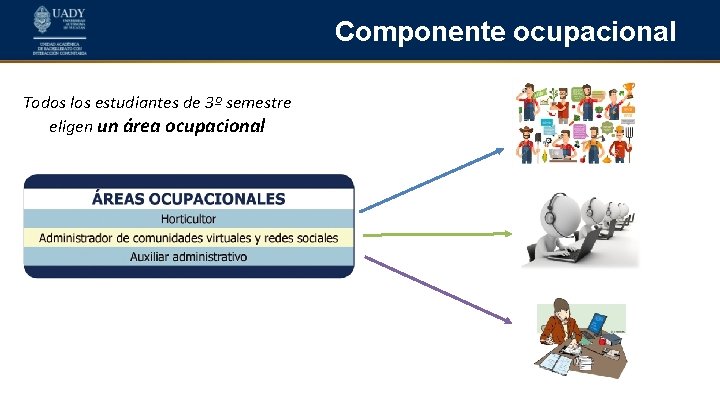 Componente ocupacional Todos los estudiantes de 3º semestre eligen un área ocupacional 