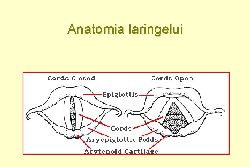 Anatomia laringelui 