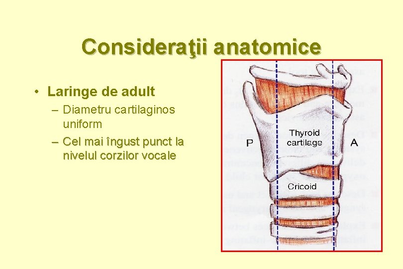 Consideraţii anatomice • Laringe de adult – Diametru cartilaginos uniform – Cel mai îngust