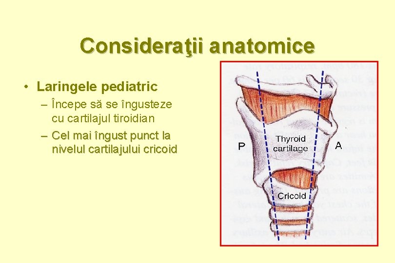 Consideraţii anatomice • Laringele pediatric – Începe să se îngusteze cu cartilajul tiroidian –
