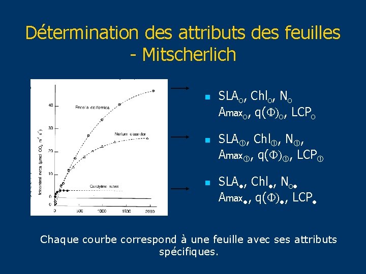 Détermination des attributs des feuilles - Mitscherlich n n n SLAo, Chlo, No Amaxo,