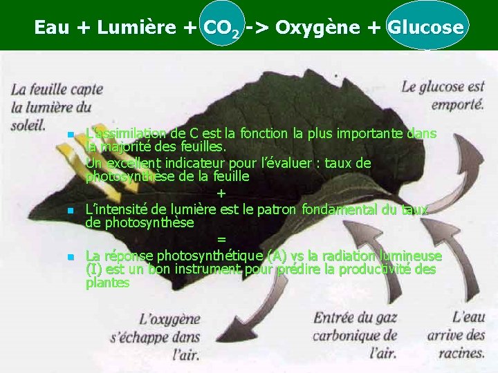 Eau + Lumière + CO 2 -> Oxygène + Glucose n n n L’assimilation