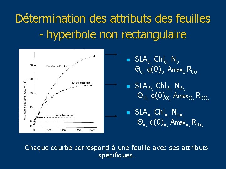 Détermination des attributs des feuilles - hyperbole non rectangulaire n n n SLAo, Chlo,