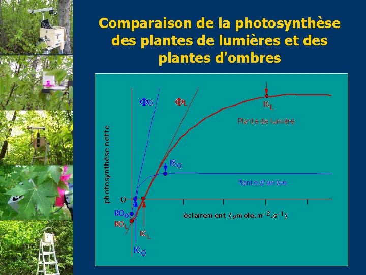 Comparaison de la photosynthèse des plantes de lumières et des plantes d'ombres 