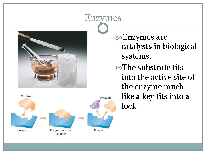 Enzymes are catalysts in biological systems. The substrate fits into the active site of