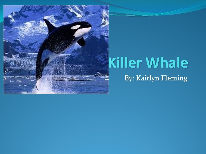 Killer Whale By: Kaitlyn Fleming 
