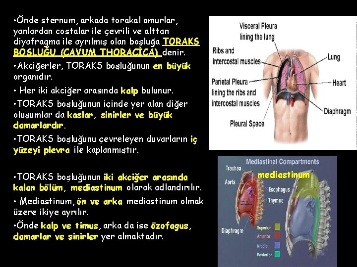 • Önde sternum, arkada torakal omurlar, yanlardan costalar ile çevrili ve alttan diyafragma • Önde sternum, arkada torakal omurlar, yanlardan costalar ile çevrili ve alttan diyafragma