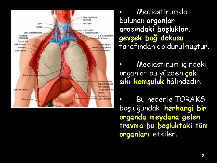 • Mediastinumda bulunan organlar arasındaki boşluklar, gevşek bağ dokusu tarafından doldurulmuştur. • Mediastinum • Mediastinumda bulunan organlar arasındaki boşluklar, gevşek bağ dokusu tarafından doldurulmuştur. • Mediastinum