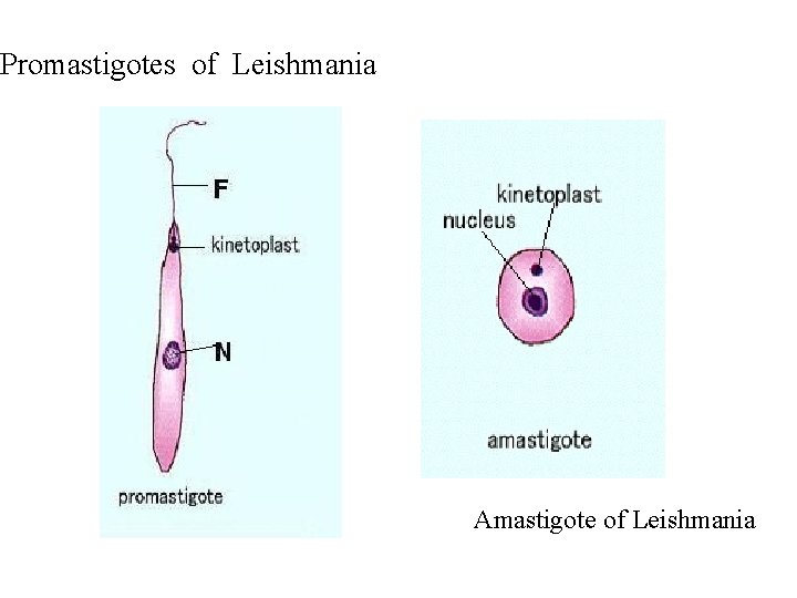 Promastigotes of Leishmania Amastigote of Leishmania 