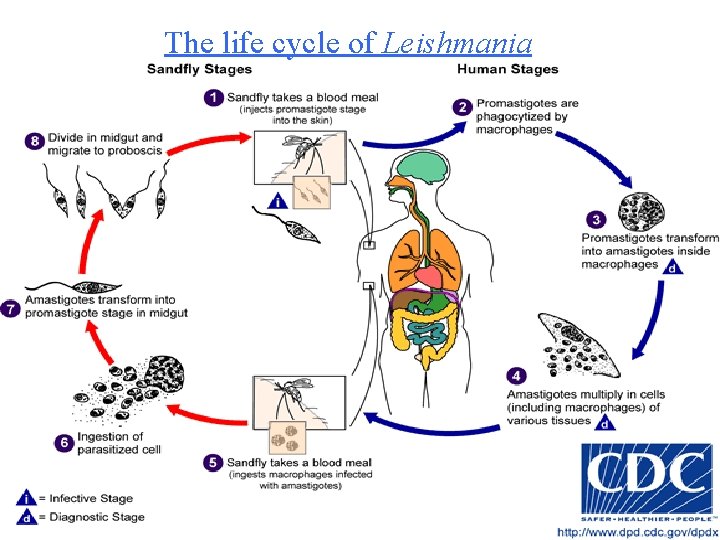 The life cycle of Leishmania 