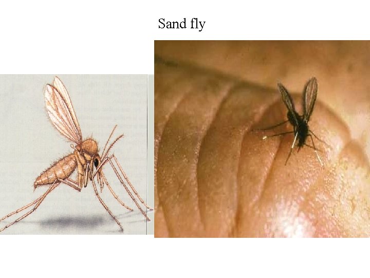 Sand fly 