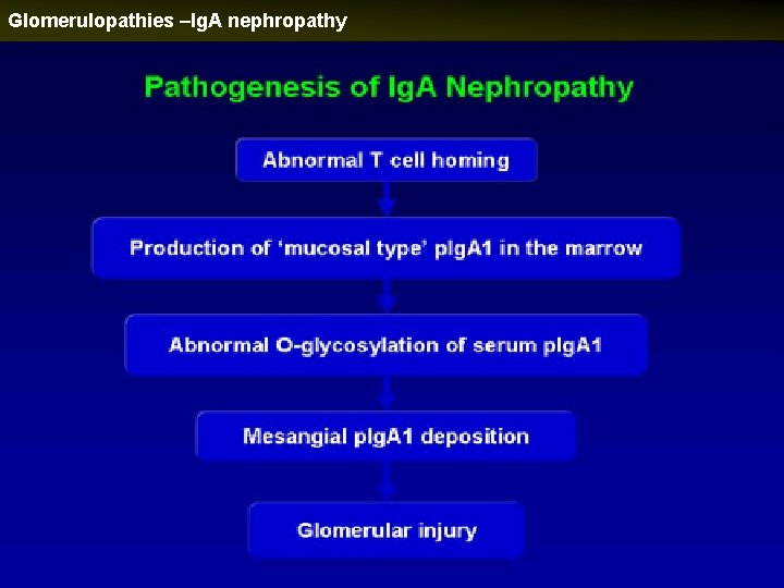 Glomerulopathies –Ig. A nephropathy 