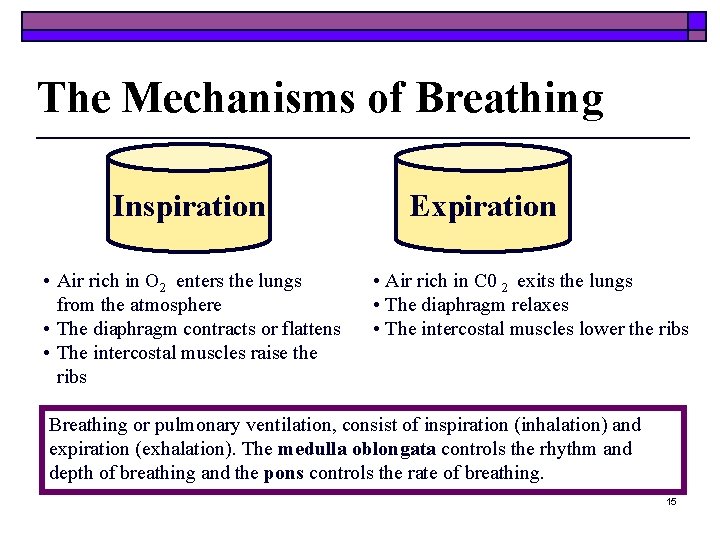 The Mechanisms of Breathing Inspiration • Air rich in O 2 enters the lungs