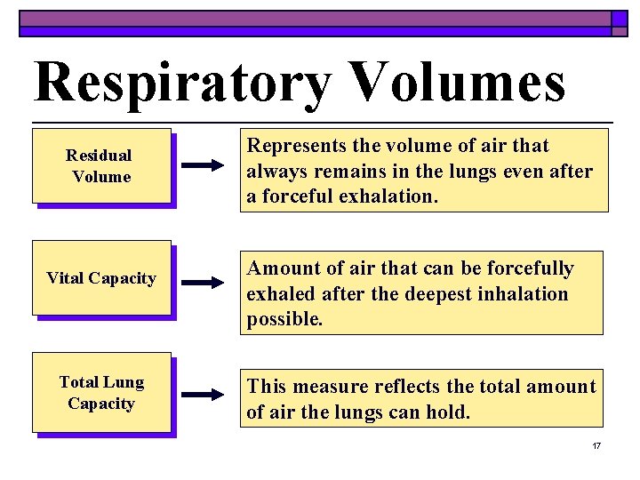 Respiratory Volumes Residual Volume Vital Capacity Total Lung Capacity Represents the volume of air